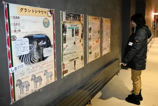 26年の主役“午”を知る　札幌・円山動物園で特別展＜師走点描2025＞