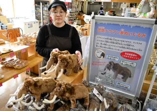 幕別でナウマンゾウ化石 54年ぶり発見 頭骨部分、全身完全復元に