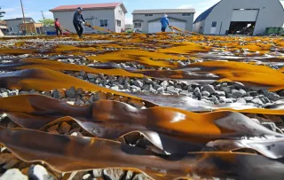 サオマエコンブ、釧路管内3漁協出漁中止　高水温で生育不良