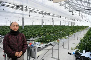 イチゴ観光農園、営業開始　当別「レッドジュエルファーム」　コロナ禍経て再出発