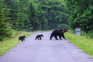 日胆回顧2025＞ヒグマ目撃過去最多 生活圏守る取り組みを：北海道新聞