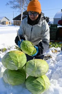 雪の下キャベツ「甘さ申し分ない」　岩見沢・美唄で出荷本格化