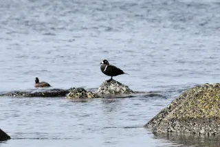 「野鳥の宝庫」根室で観光振興　若手経済人が可能性探る