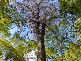 函館市、ナラ枯れ対策着手へ　市内645本で確認　伐採、焼却、原因虫駆除も