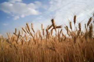 輸入小麦0・6％引き下げ　4月から、米国産豊作で