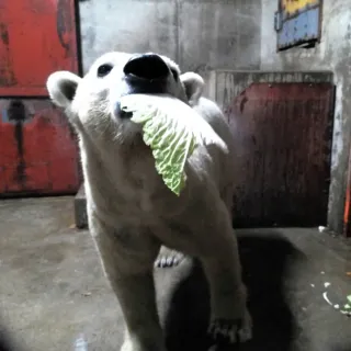 「マルル」釧路へようこそ　市動物園にホッキョクグマ到着　1月3日お披露目予定