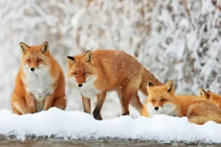 寒い冬モコモコ　キタキツネたち　北見市留辺蘂の観光施設＜師走点描2025＞