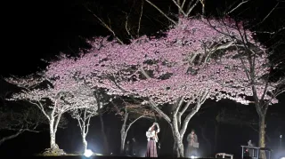 桜色の夜