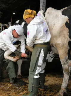 牛の蹄削る技競う　江別で大会　「単独保定」種目の上位4人全国へ
