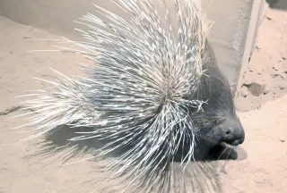 ＜旭山動物園わくわく日記＞アフリカタテガミヤマアラシ　危険察知　硬い毛逆立て威嚇