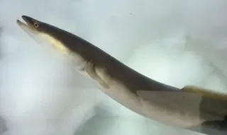 【独自】EU、ウナギ全種の規制提案検討　ワシントン条約で