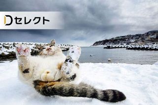 ＜デジタル発＞小樽のボス猫ケンジ、全国区の人気です　そのワケは？