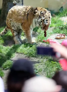 アムールトラ「ココア」16歳に　釧路市動物園で誕生会