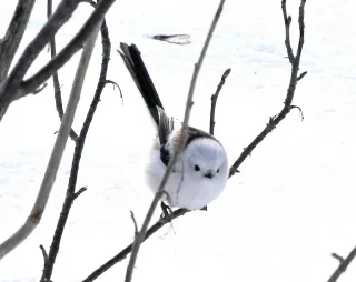 厳寒の森　シマエナガ俊敏　弟子屈