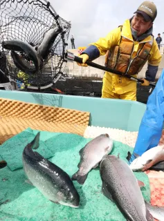 函館サーモン今期初水揚げ　養殖3年目は28トン見込む