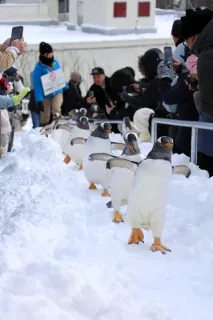 人気のペンギン散歩、回数多く距離長く　おたる水族館で冬期営業開始