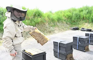 最北の養蜂園　幌延町でシコロ蜂蜜を採取　和歌山と行き来し7代目養蜂家が奮闘