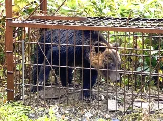 厚沢部のヒグマ捕獲、過去最多58頭 10月末時点 24年度比4.6倍に