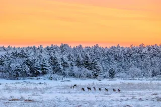 朝焼けの森にシカ　写真誌3位　天塩の柳谷さんが3回目の入賞