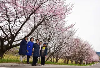 “日本一遅い桜道”満開　弟子屈の陶芸家・森さん、30年かけ整備　風の強い奥春別「けなげに咲く姿見て」