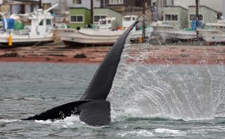 釧路町・老者舞漁港にクジラ 漁業者驚き：北海道新聞デジタル