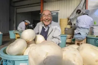 「弘岡カブ」収穫開始　希少な高知の伝統野菜