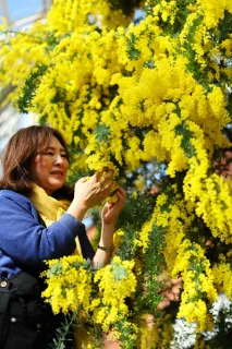 鈴なりミモザ、降り注ぐよう　岩見沢「色彩館」、2月いっぱい見頃
