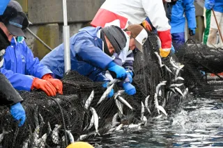 イワシ大群で酸欠、養殖サーモン6600匹全滅　せたなの漁港　イルカ原因か