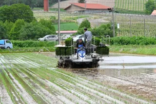 緑色の苗、規則正しく美しく 富良野で田植え作業ピーク：北海道新聞