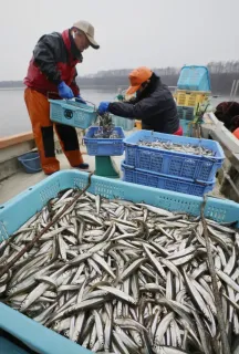 網走湖ワカサギ漁に異変　試験操業不振で秋の漁期短縮　暴風雨で青潮発生も関連不明