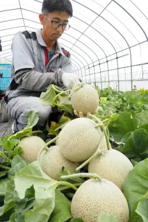 共和特産らいでんメロン出荷始まる　甘み太鼓判