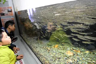 ワカサギ1000匹、迫力の泳ぎ　おたる水族館で新展示