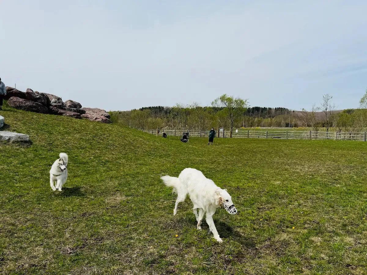【札幌近場】えこりん村に超大型ドッグラン誕生！ 約4,000㎡の愛犬が駆け回れる新スポット　ワンちゃん連れキャンパー注目